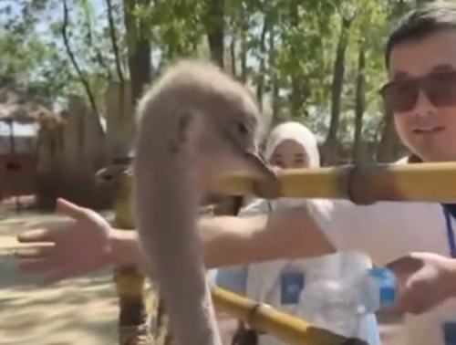 Поведение казахстанцев с животными вызвало возмущение в Ташкенте