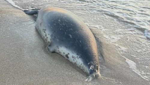 На побережье Мангистауской области обнаружены 112 погибших каспийских тюленей