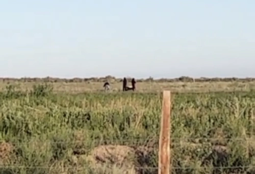 Прокуратура Алматинской области не замечает убийство, потрясшее Чунджу?