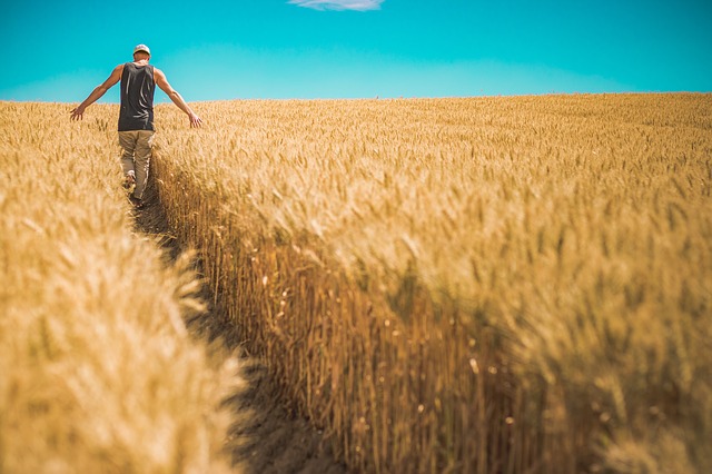 Урожай зерновых в Казахстане составил 16,4 млн тонн