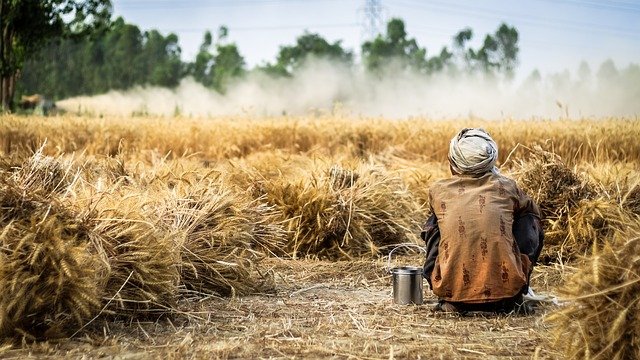 В 28 стран дальнего и ближнего зарубежья продает зерно Акмолинская область
