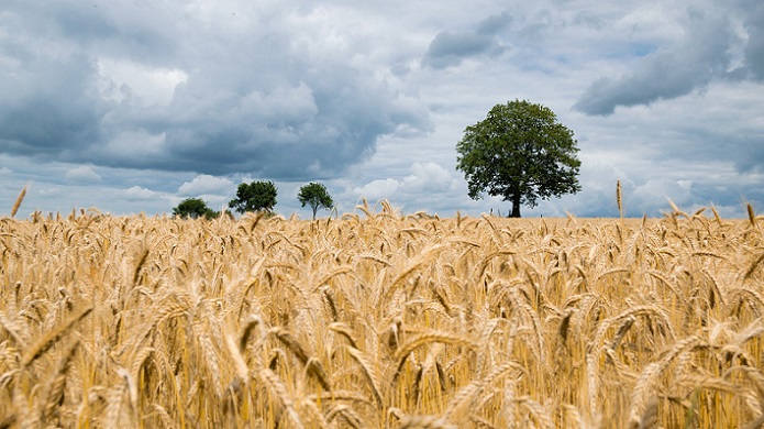Экспорт пшеницы из Казахстана вырос в цене на 40%