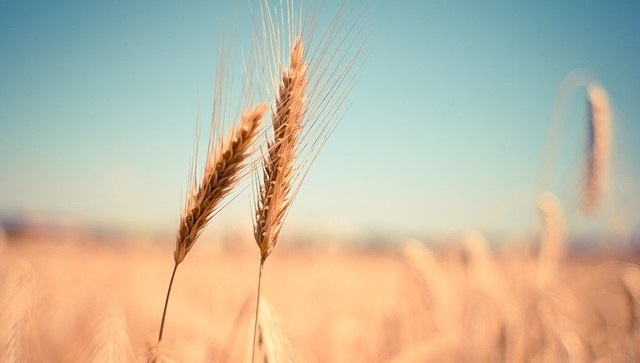 Продкорпорация планирует закупить около 1,1 млн тонн сельхозпродукции