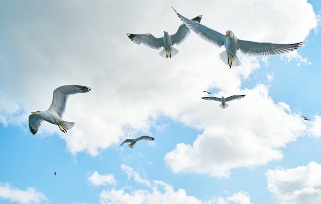 Британское Королевское общество защиты птиц (RSPB) поддержит развитие резервата «Бокей-Орда»