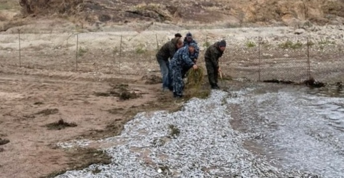 Причины гибели рыбы на Капшагае выясняют экологи
