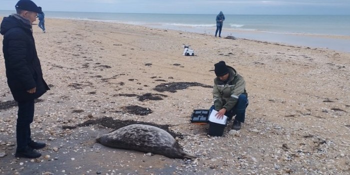 Ученые выясняют причины массовой гибели тюленей в Мангистау
