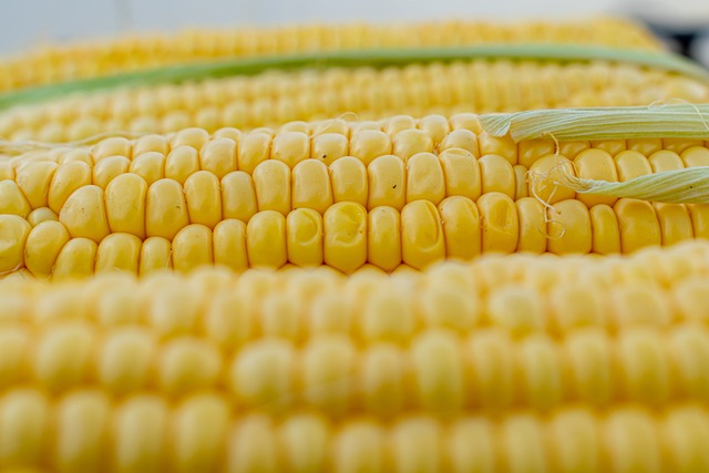 Китайские ученые обещают спасти мир от голода благодаря ГМО кукурузе
