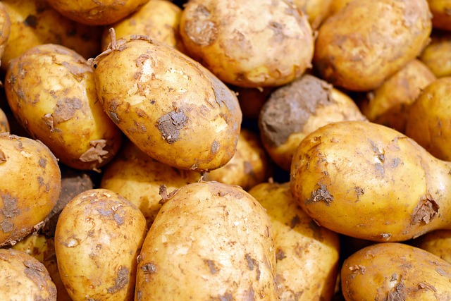 Многие фермеры не имеют мощностей для хранения продукции – Токаев