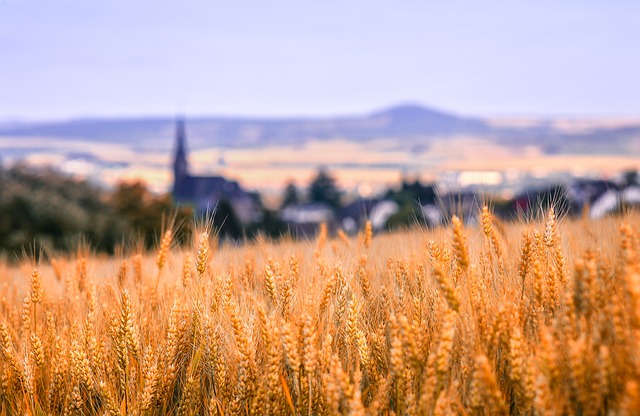 Минсельхоз сделал заявление по факту ажиотажа на рынке пшеницы