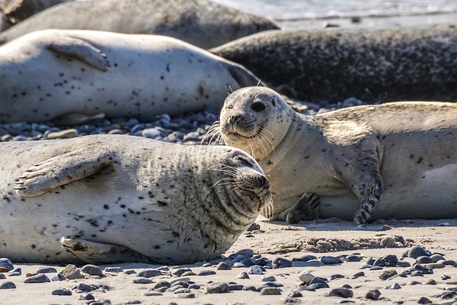 Причины массовой гибели тюленей выясняют в Мангистауской области