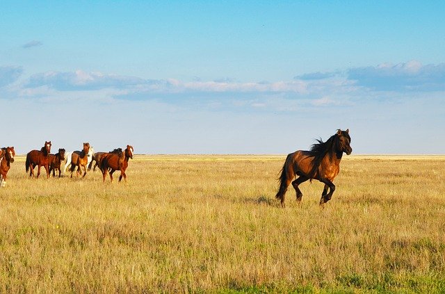 Как в Казахстане будут изымать неиспользуемые сельхозземли в госсобственность