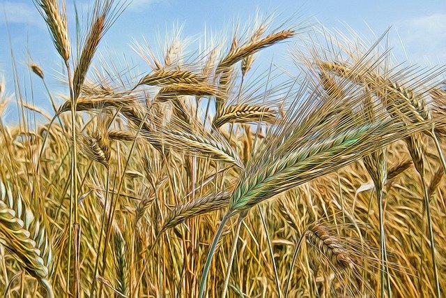 Узбекистан для стабилизации цен закупит в Казахстане пшеницу и муку
