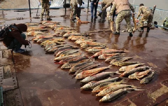 Около 2 тонн рыбы осетровых пород изъято у браконьеров